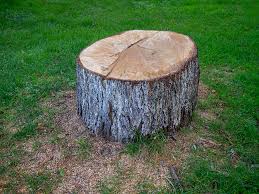 Best Tree Cabling and Bracing  in Tice, FL