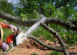 Best Tree and Shrub Care  in Tice, FL