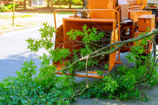 Best Arborist Consultation Services  in Tice, FL