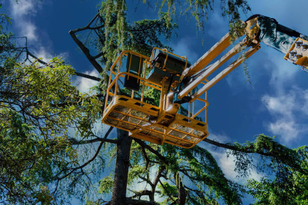  Tice, FL Tree Services Pros