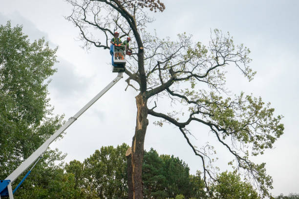 Best Hazardous Tree Removal  in Tice, FL
