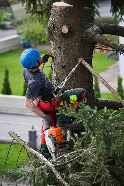 Best Emergency Tree Removal  in Tice, FL