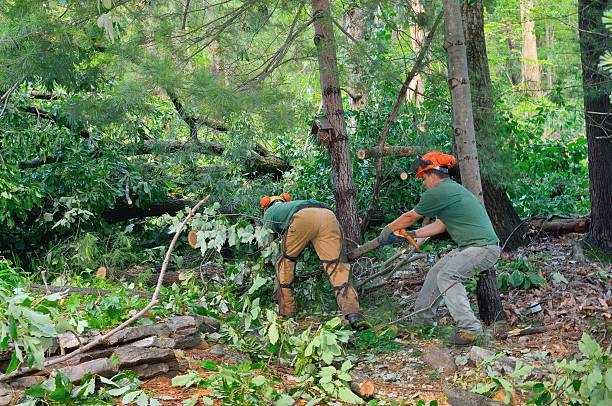 Tree and Shrub Care in Tice, FL