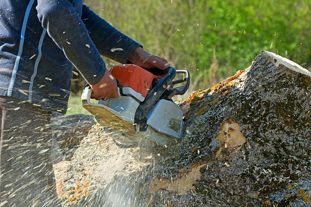 Best Aeration Services  in Tice, FL