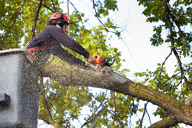 Best Tree Risk Assessment  in Tice, FL